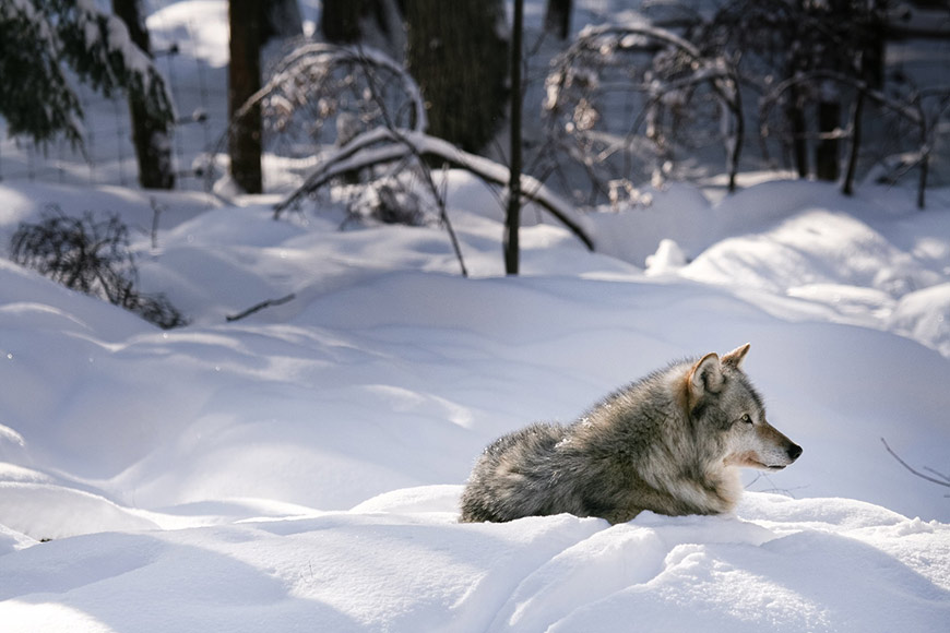 Un loup est assis dans la neige.