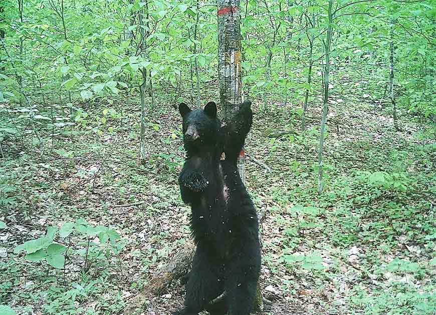 A black bear, standing on these hind legs, walks scratches his back on a tree.