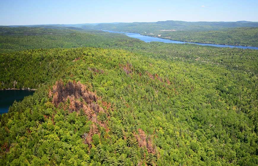 An aerial view of a forest. A section of this forest has been burned.