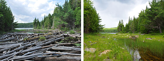View of the Reid Lake outlet before and after the dam was dismantled