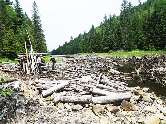 Parks Canada employees remove logs accumulated before the Houle Lake dam