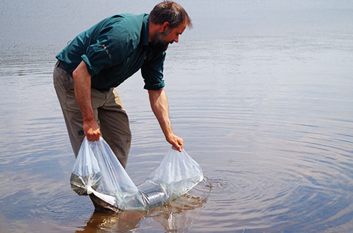 Un employé de Parcs Canada réintroduit des alevins dans un lac