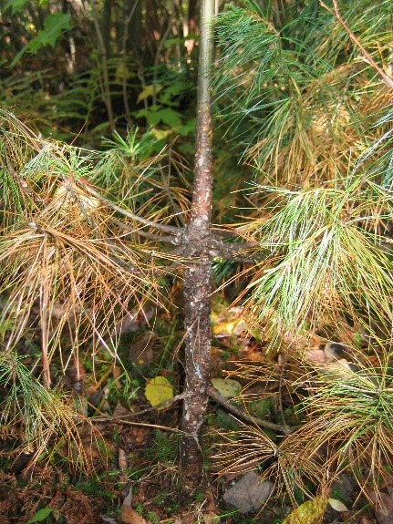 White pine blister rust (<em>Cronartium ribicola</em> J. C. Fischer ex Rabenh)