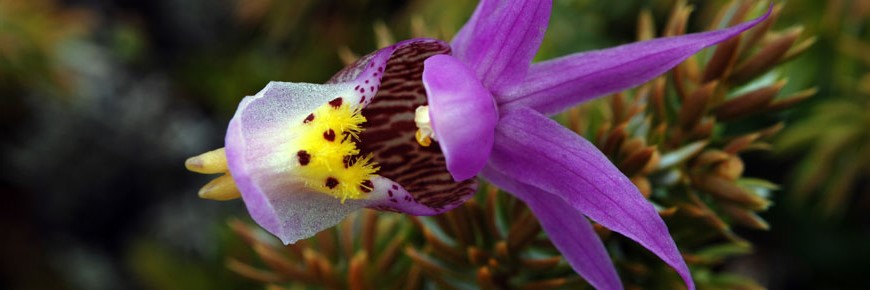 Calypso bulbosa, une Orchidacée des régions boréales