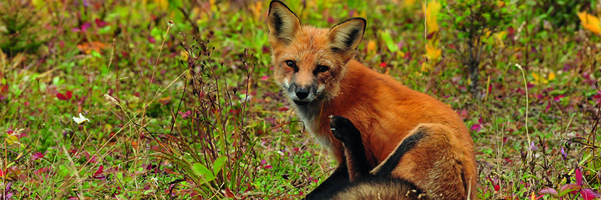 Fox from Mingan Archipelago National Park Reserve