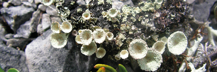 Lichens dans la réserve de parc national de l’Archipel-de-Mingan