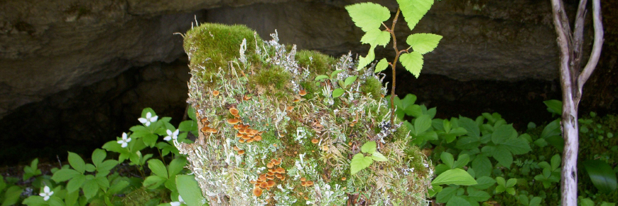 Moss on a stump in Mingan Archipelago National Park Reserve