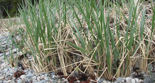 Sand Ryegrass