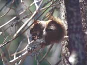 A red squirrel nibbling on a branch