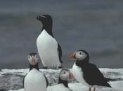 Atlantic puffins and razorbill standing on a rock