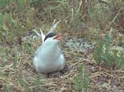 Common tern nesting in the seashore vegetation