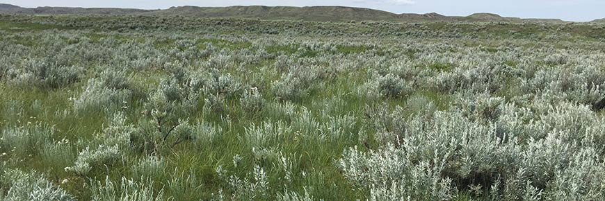 Armoise et herbes indigènes, objectif lié à la communauté végétale, dans le parc national de Prairies