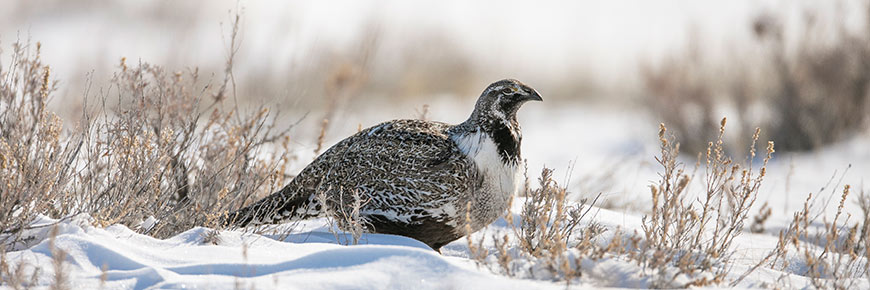 Male sage grouse in early spring at Grasslands National Park