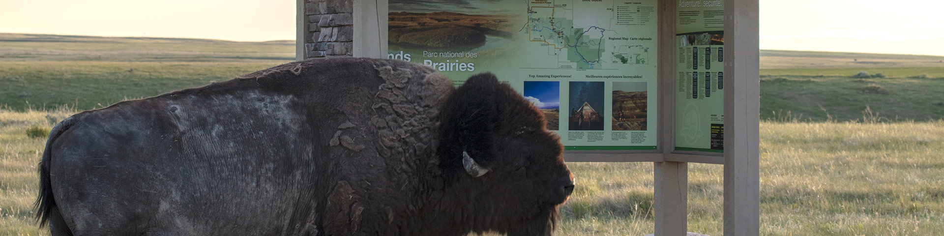 Bison près d'un panneau d'interprétation le long d'une route de l'Écocircuit, dans le bloc Ouest du parc national des Prairies. 