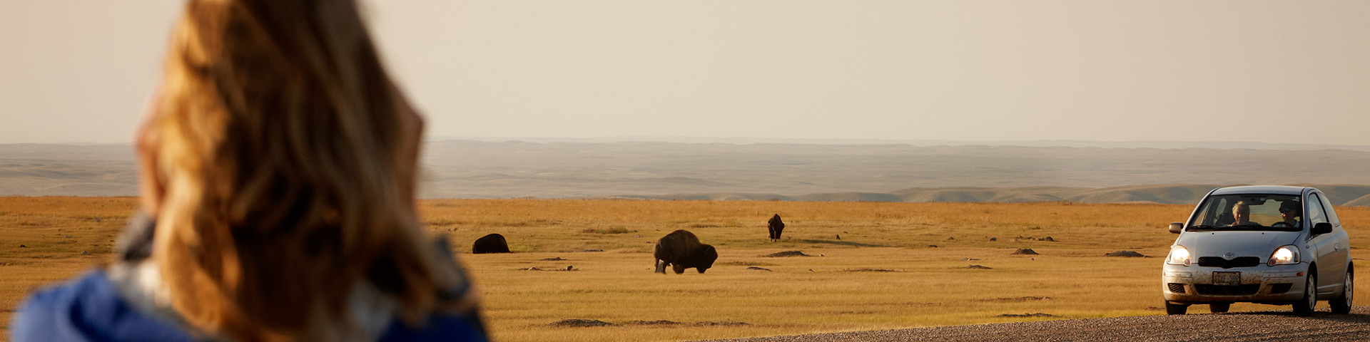Des visiteurs observent les bisons dans les plaines.