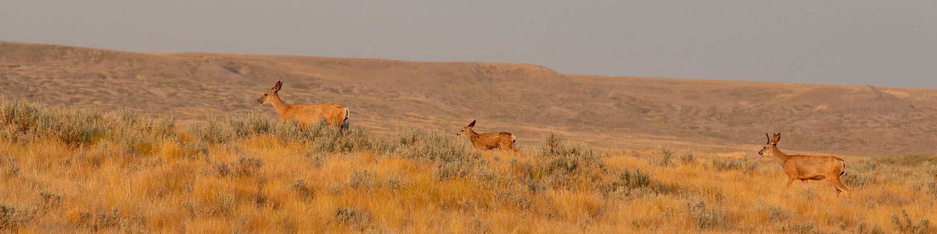 Plusieurs cerfs se déplacent dans les hautes herbes au parc national des Prairies. 
