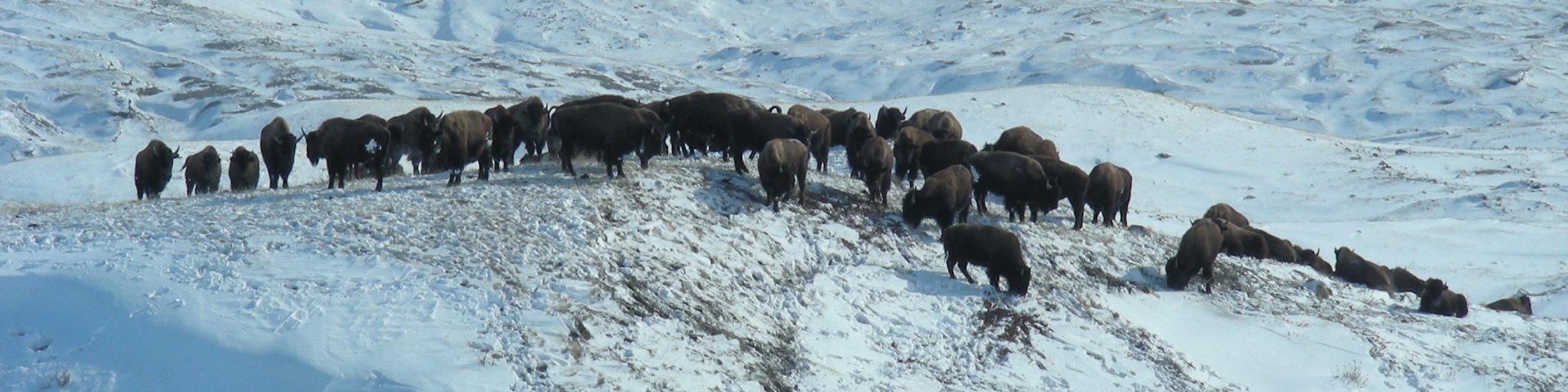 View of bison on a hill