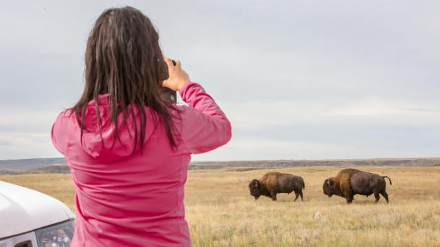 Un bison des plaines en septembre, dans le parc national des Prairies