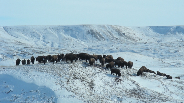 View of bison on a hill