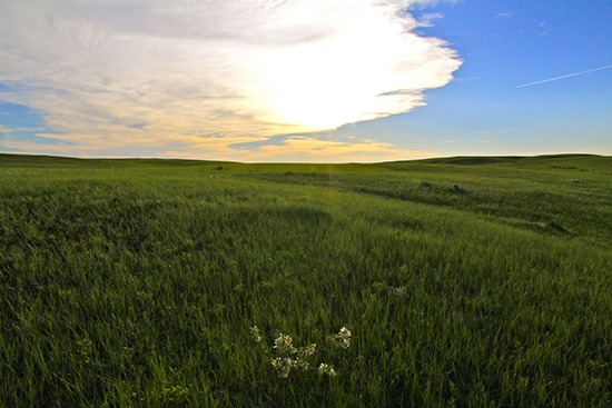 Clouds stretch across the blue sky as soft evening light pours over the grasslands.  