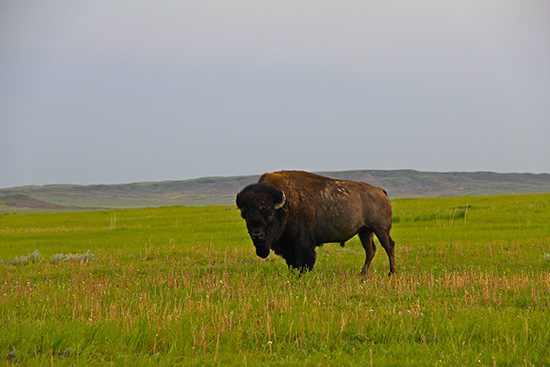 A lone bison stands in the grass.