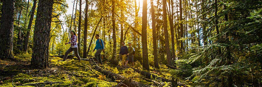 four hikers on a treed trail