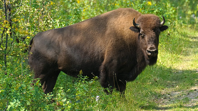 Bison - Prince Albert National Park