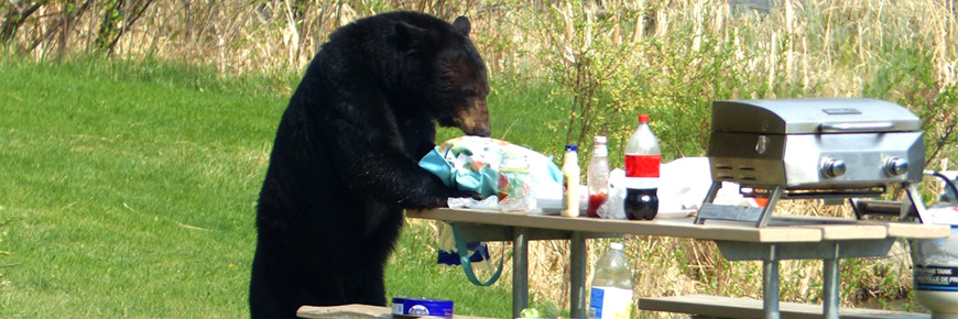 Un ours noir est attiré par des déchets et de la nourriture laissés sur une table de pique-nique.
