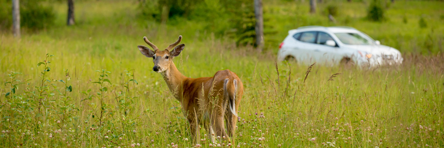 A white tail deer stands in the tall grass with visitors watching from a distance in their car. 