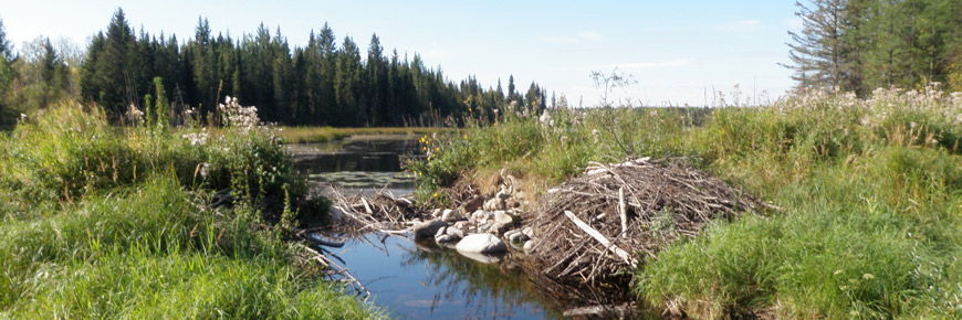Image panoramique d’une hutte de castor au bord d’un petit ruisseau.