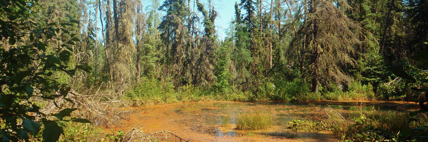 A forest pond is stained bright orange by a mineral rich spring. 