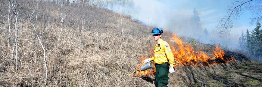 A park ecologist ignites a fire on a grassy hillside as part of a prescribed fire project. 
