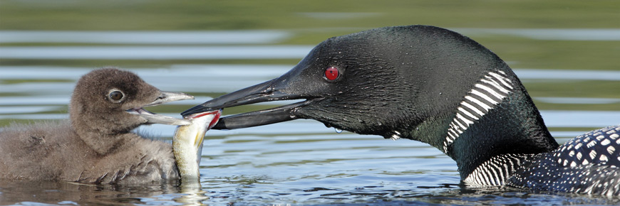 A close up image of a Loon feeding a minnow to its baby. 