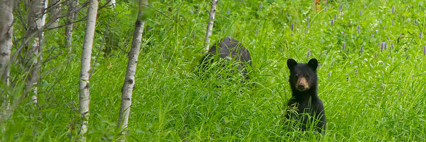 A bear cub stands on its hind legs a peeks over the tall grass. 