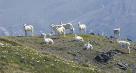 Groupe de brebis et d’agneaux en train de brouter