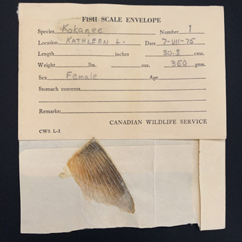 Fish scale sample from 1975