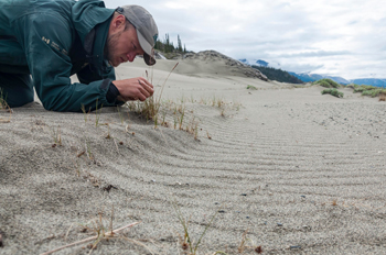 A Parks Canada staff member kneeling on a sand dune and examining a tuft of Baikal sedge