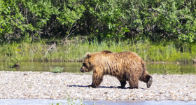 A grizzly bear along a shoreline.