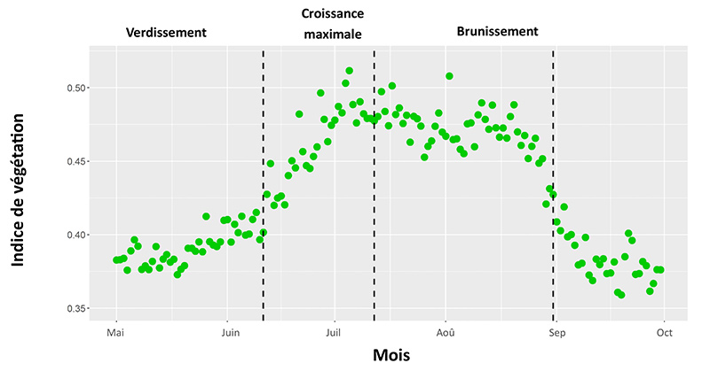 Graphique avec les mentions « Indice de végétation » sur l’axe vertical, et « Mois » sur l’axe horizontal montrant le moment du « Verdissement », la « Croissance maximale » et le « Brunissement »