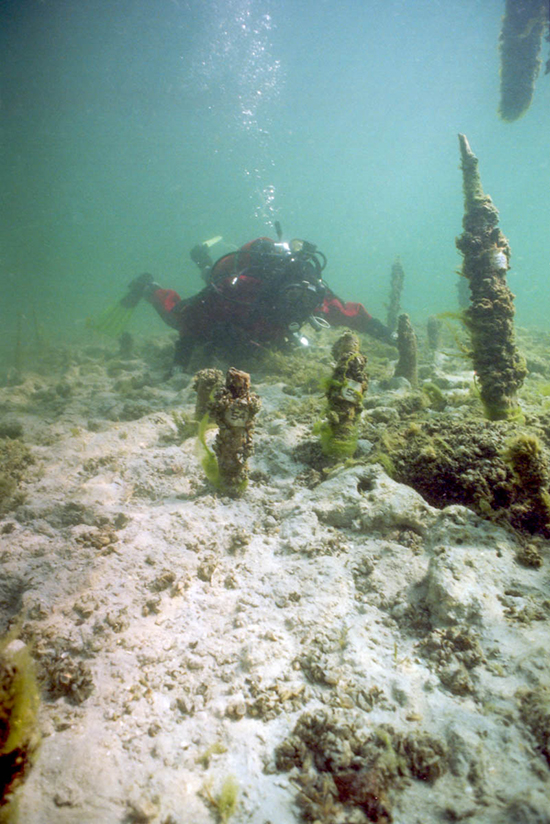 A diver among fishing stakes