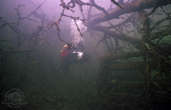 W. Stevens filming, surrounded by submerged trees