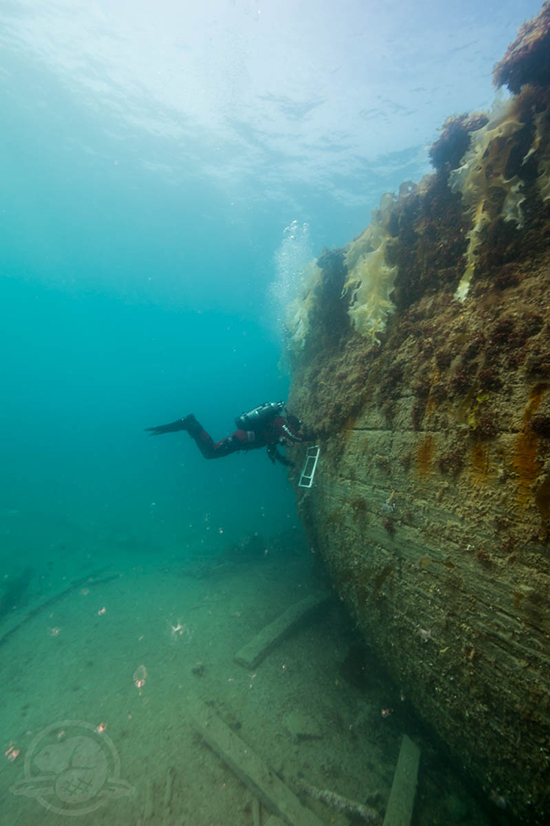 Marine biology sampling on a shipwreck