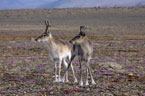 A pair of Peary caribou look out over the tundra landscape. © M. Manseau, Parks Canada
