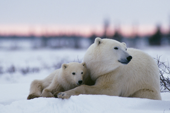 A polar bear mother laying in snow with its young cub at Wapusk National Park.
