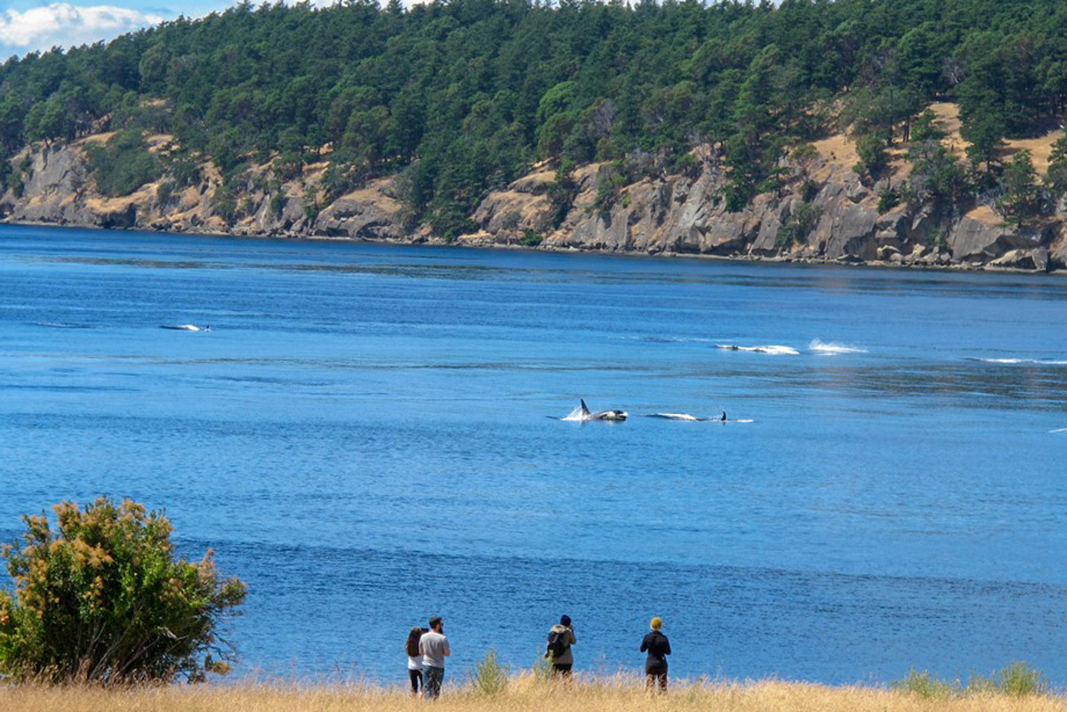 Des gens observent des baleines depuis le rivage à East Point, sur l’île de Saturna