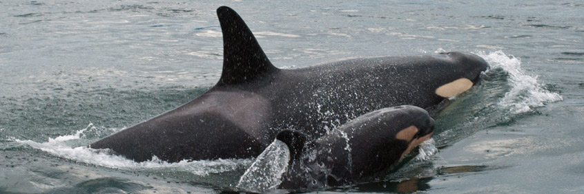 Two Southern Resident Killer Whales swimming  beside each other