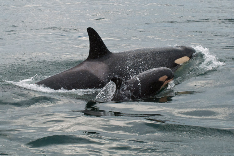 Two Southern Resident Killer Whales swimming  beside each other