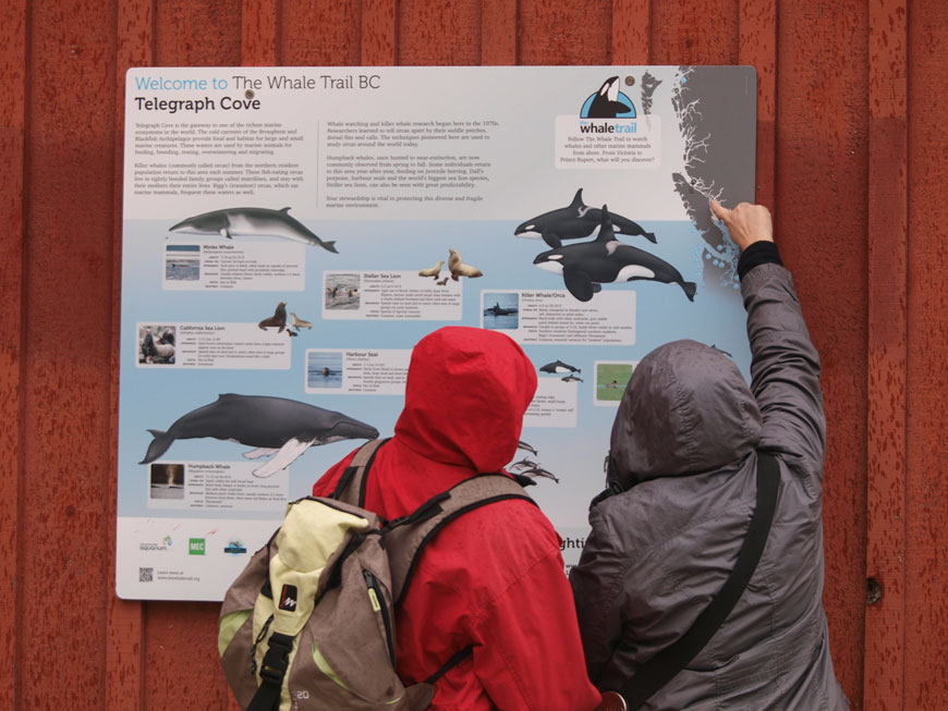 Deux personnes pointant vers un panneau sur les baleines