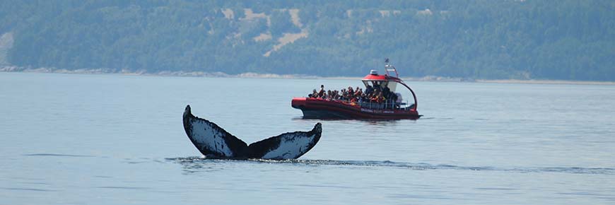 The tail of a whale with a whale watching boat in the background.
