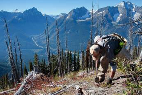 A person planting tree seedlings on a mountainside.